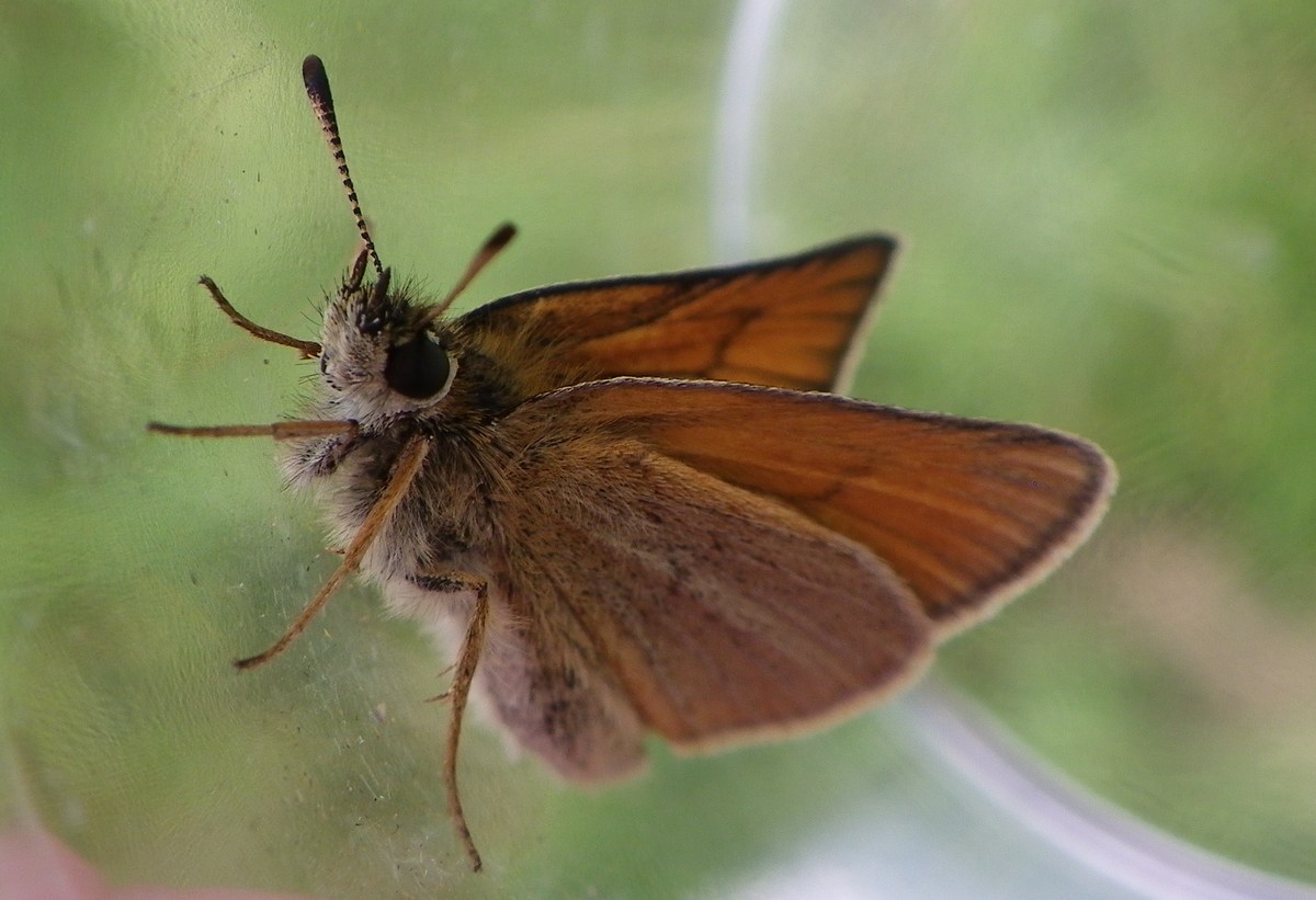 Essex skipper